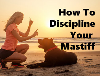 Girl disciplining her Mastiff