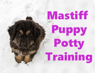 Tibetan Mastiff puppy in the snow