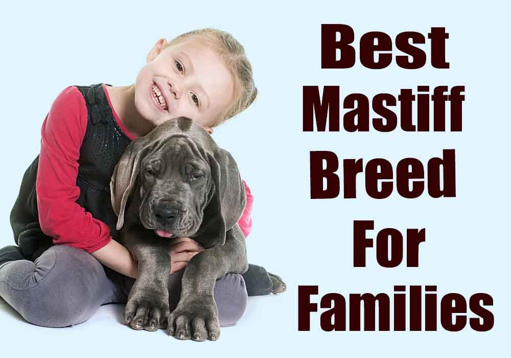 [Image: Mastiffs-For-Families.jpg]