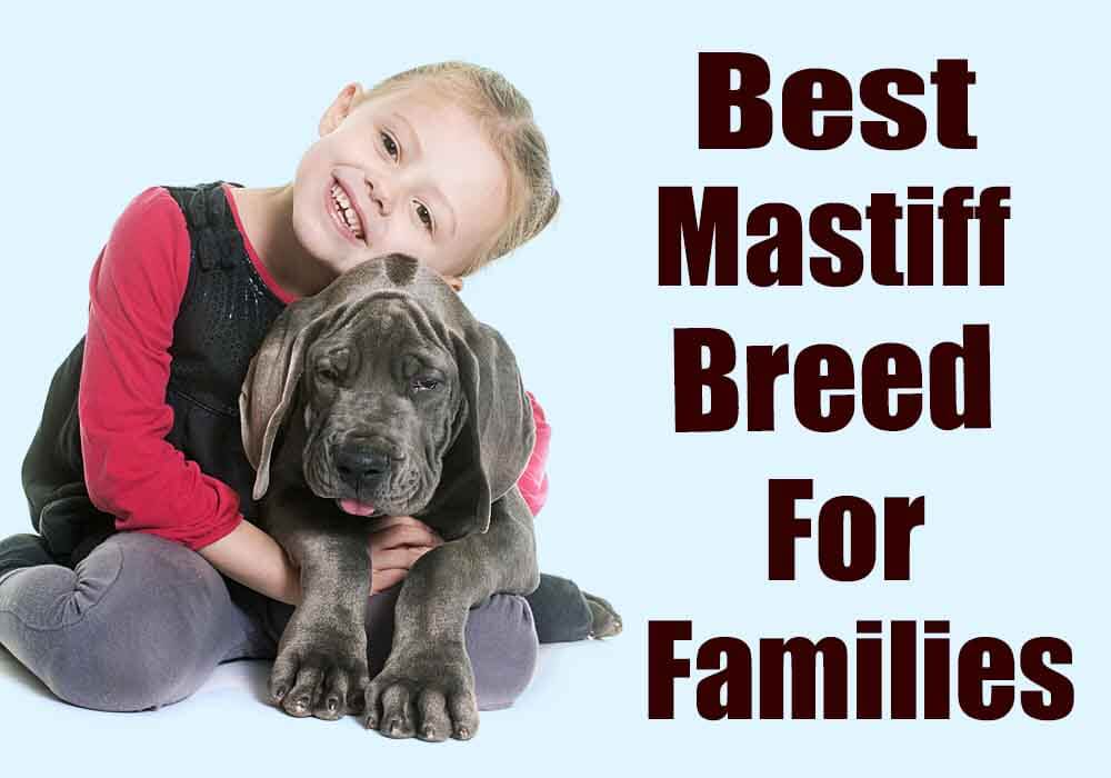 [Afbeelding: Mastiffs-For-Families.jpg]