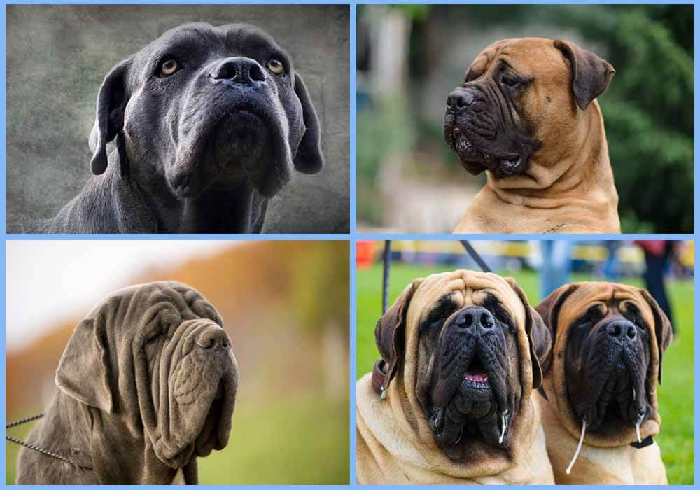 four mastiffs posing for picture what were mastiffs bred for