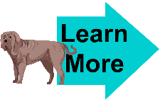 neapolitan mastiff neapolitan mastiff