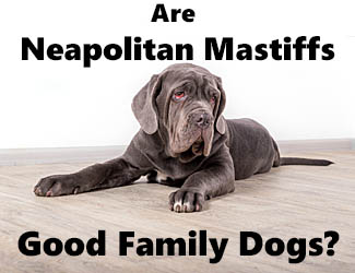 Young Neapolitan Mastiff puppy
