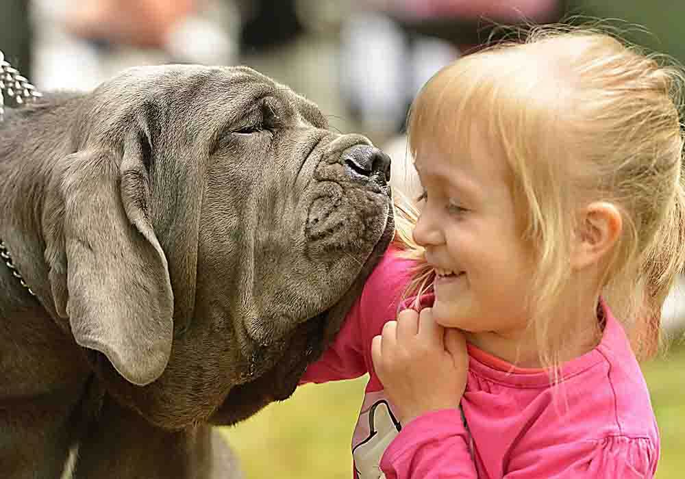 Are Neapolitan Mastiffs good family dogs?