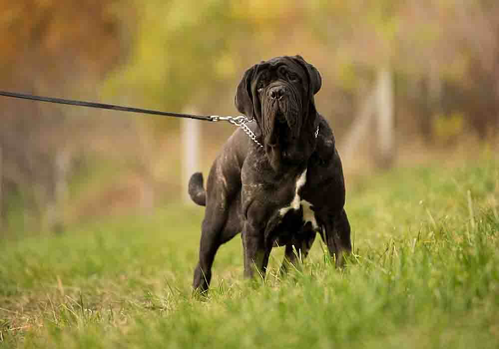 neapolitan mastiff characteristics