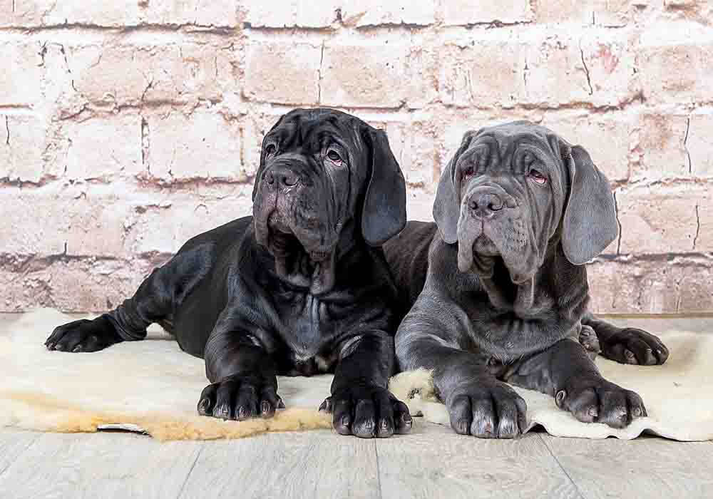 neapolitan mastiff characteristics