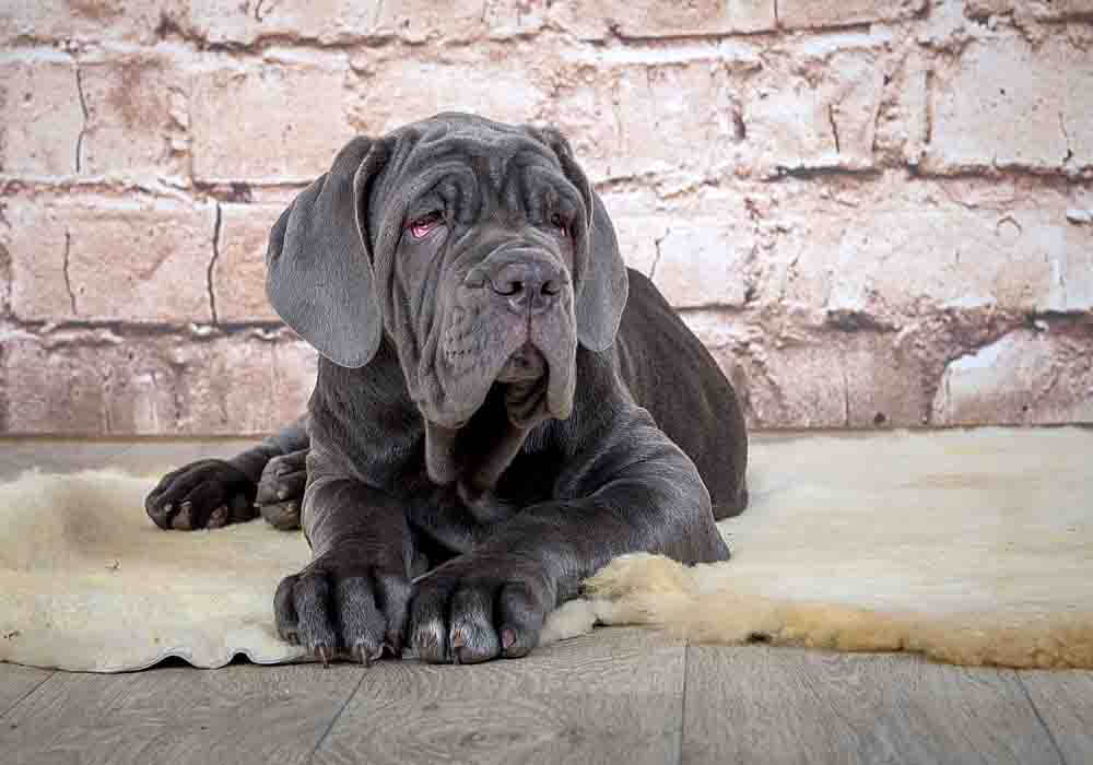 Neapolitan Mastiff Puppy Care Helpful Guide Makes It Easy