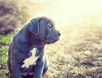 Female Mastiff heat cycle