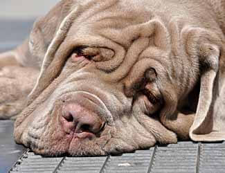 Mastiff sleeping habits