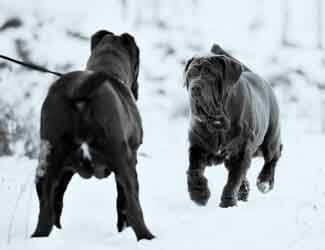 Neapolitan Mastiffs looking for a fight Are Neapolitan Mastiffs aggressive or dangerous?