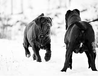 Top 10 Most Powerful Mastiff Breeds Countdown