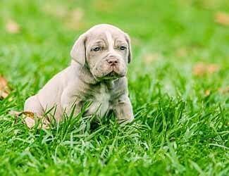 Neapolitan mastiff puppy in a field of grass Neapolitan Mastiff 11 325x250