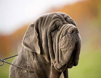 Neapolitan Mastiff waiting for dinnertime Is a Neapolitan Mastiff right for me