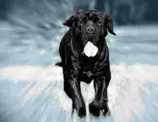 neapolitan mastiff running