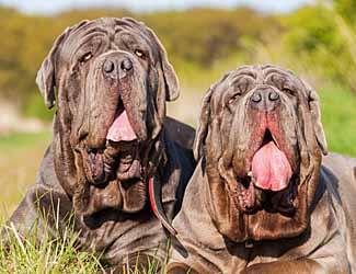 Neapolitan Mastiff