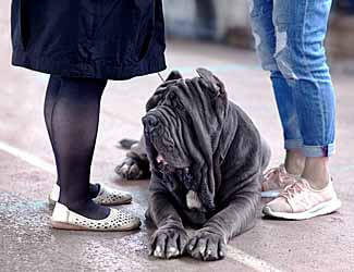 Neapolitan Mastiff resting while ladies talk Do Neapolitan Mastiffs make good pets?