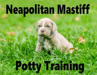 Cute Neapolitan Mastiff puppy