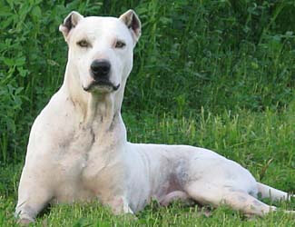 Pakistani Mastiff (Bully Kutta)
