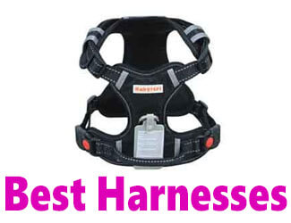 dog harness