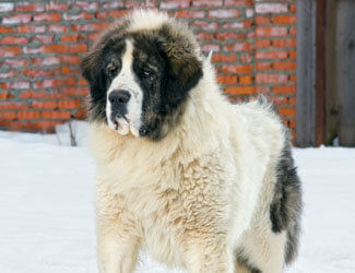 Pyrenean Mastiff