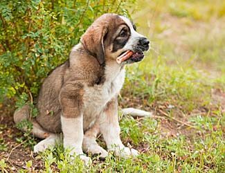 Spanish Mastiff (Mastin Espanol)