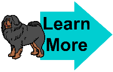 tibetan mastiff learn more tibetan mastiff learn more