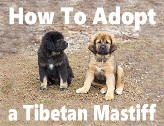Two Tibetan Mastiff puppies
