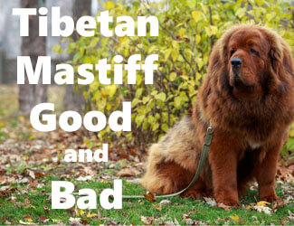 Large brown Tibetan Mastiff