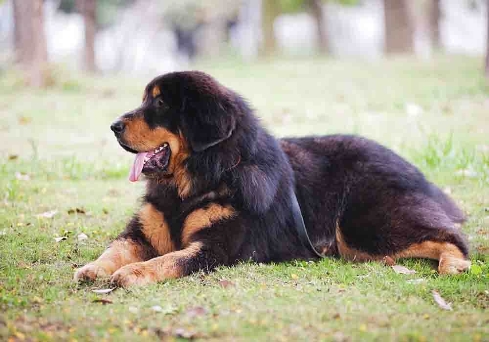 tibetan mastiff vs pitbull fight