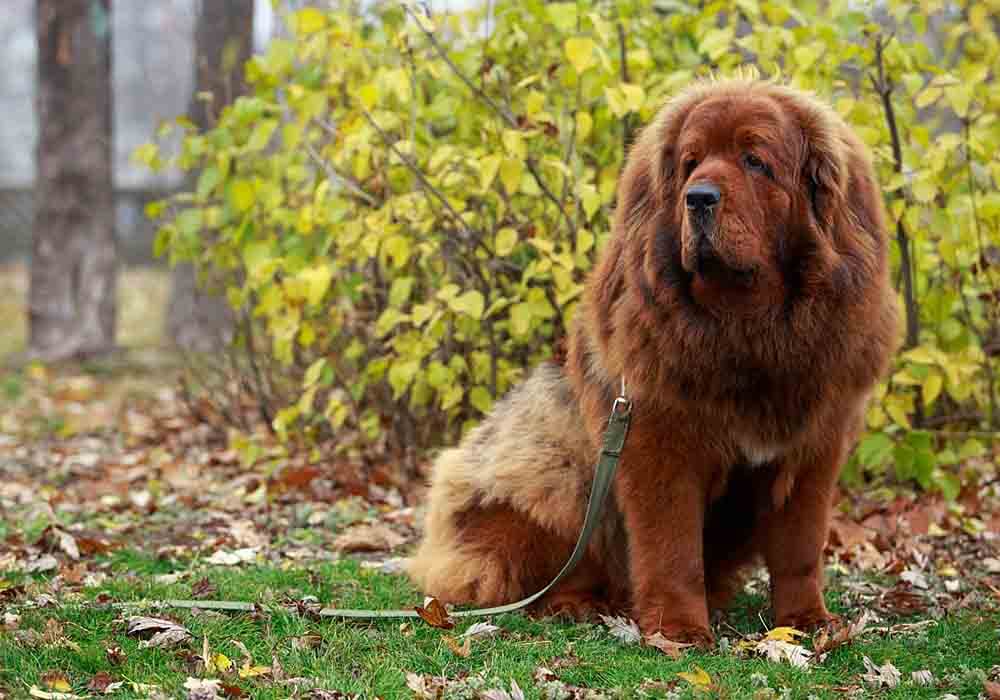 tibetan mastiff usa