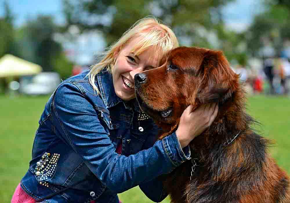 tibetan mastiff being friendly tibetan mastiff being friendly