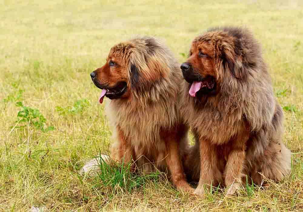 does the tibetan mastiff love children