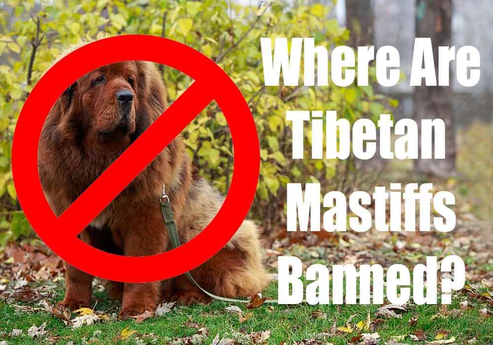 how tall can a tibetan mastiff get