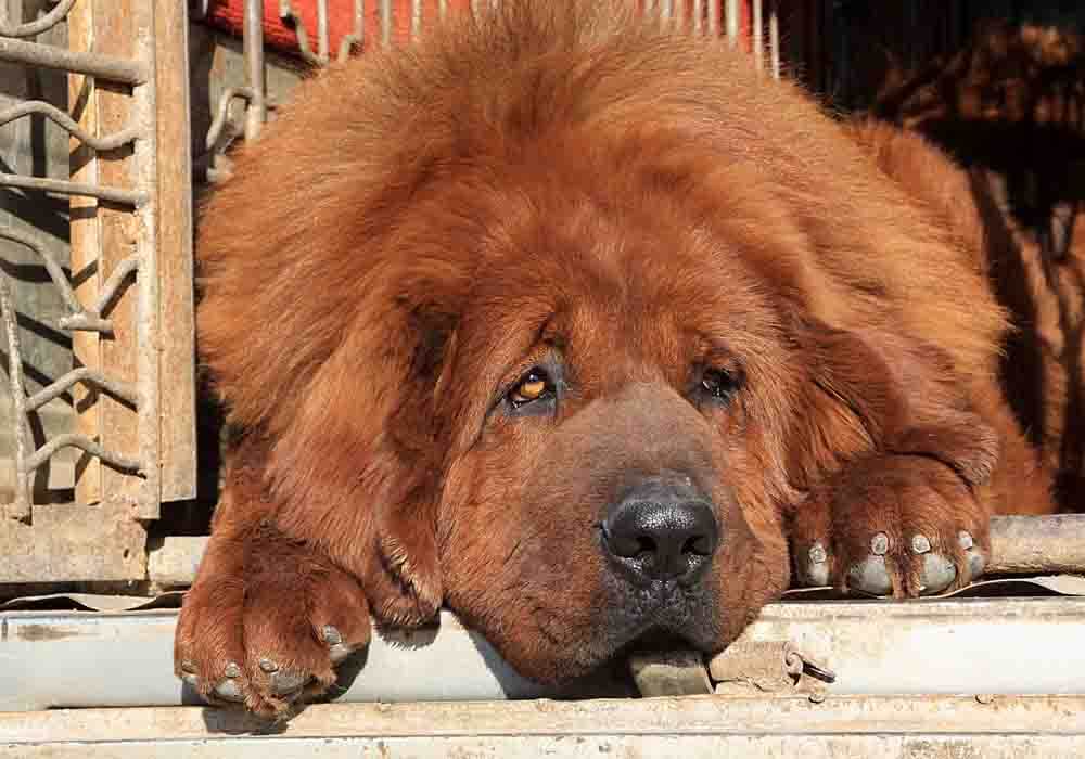 does the tibetan mastiff love children