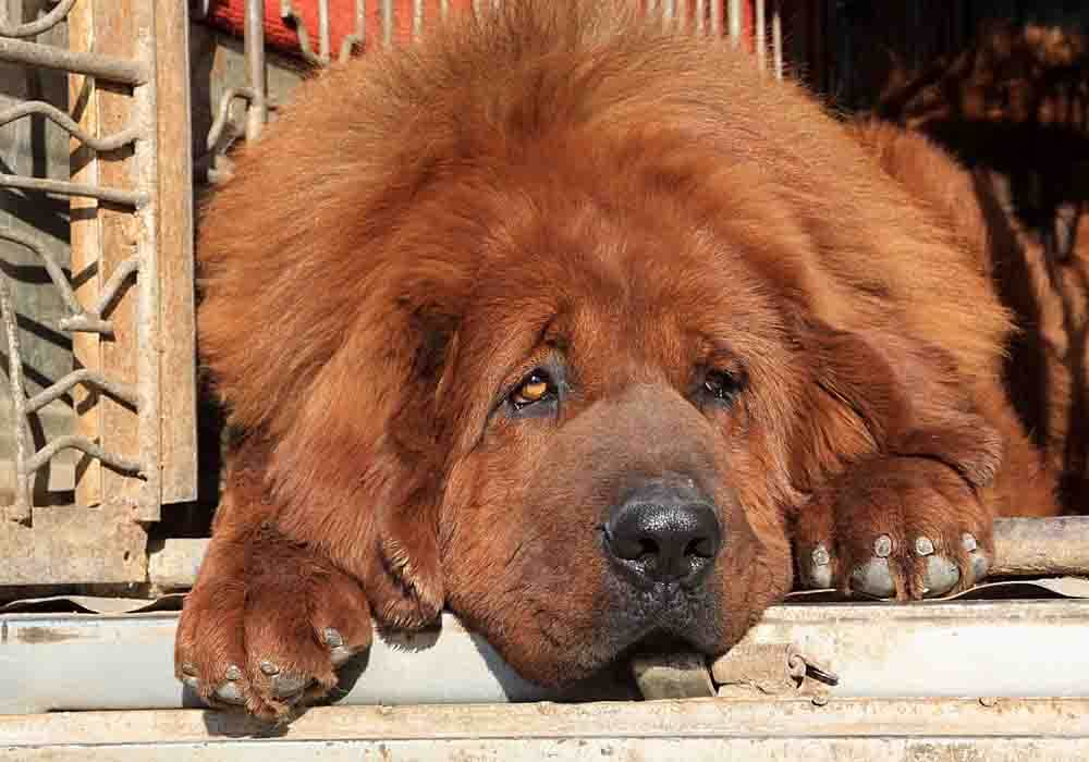 Knowing the Tibetan Mastiff temperament and characteristics can be a great way to determine if this dog breed is right for you and your family.