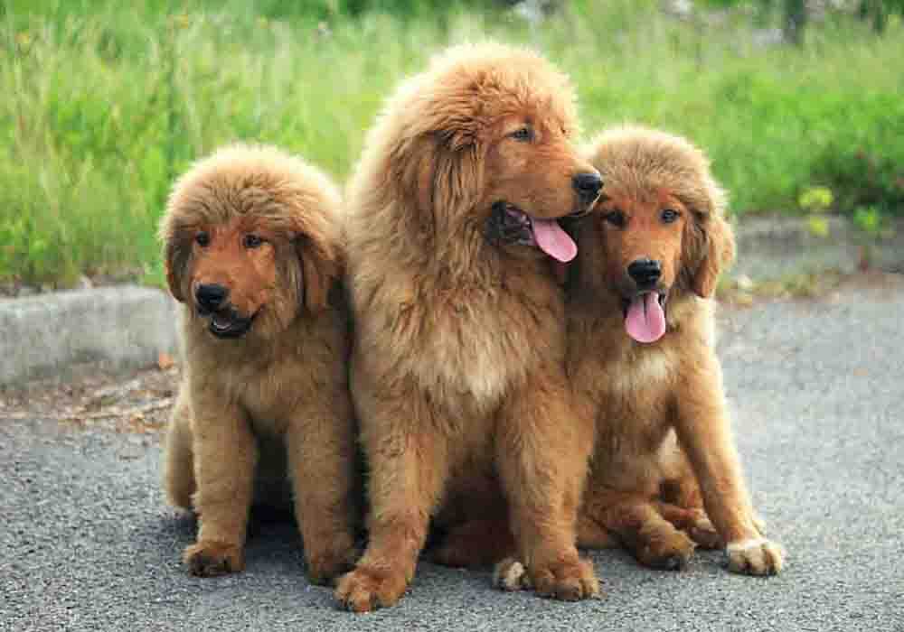 does the tibetan mastiff love children