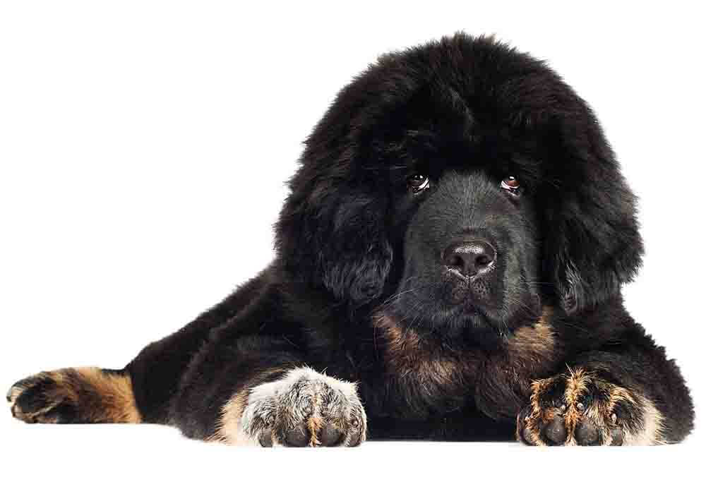 tibetan mastiff are they aggressive