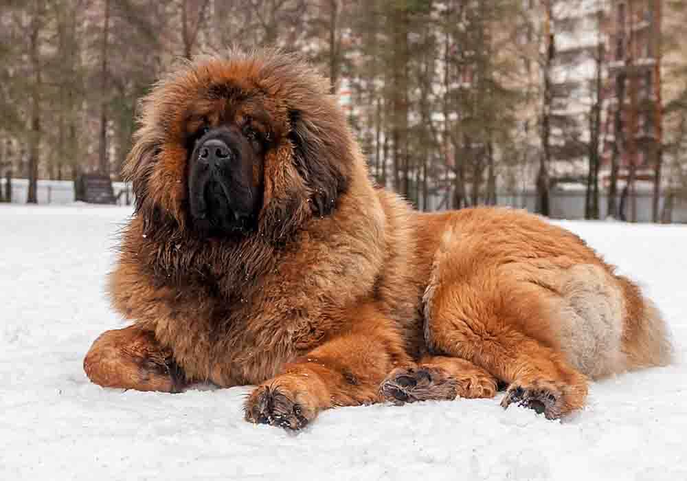 how tall can a tibetan mastiff get