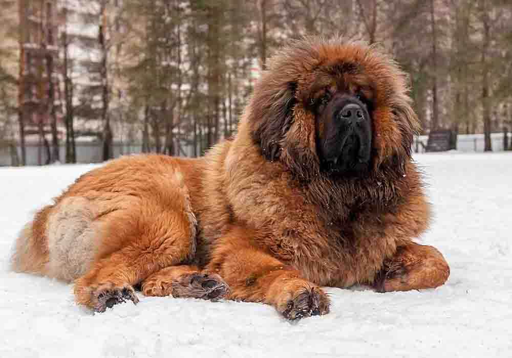 how tall can a tibetan mastiff get