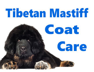 Large hairy Tibetan Mastiff