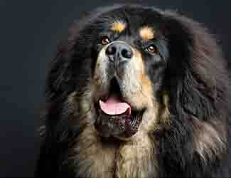 Tibetan Mastiff smiling for the camera Tibetan Mastiff traits and qualities