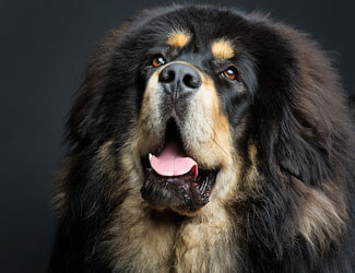 Breed specific Mastiff articles Tibetan Mastiff beauty