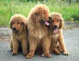 Tibetan Mastiffs waiting for someone to play with Tibetan Mastiff temperament and characteristics