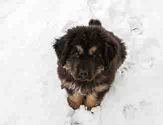 How to care for a Mastiff puppy