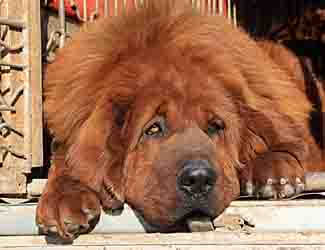 Can a Mastiff live outside?