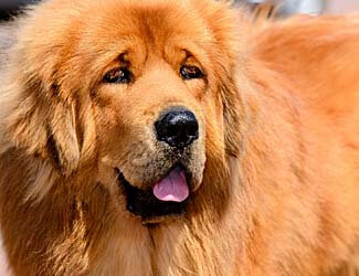 Tibetan Mastiffs can be aggressive or dangerous under certain conditions Are Tibetan Mastiffs dangerous or aggressive?
