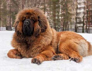 Learn the best ways to care for a Tibetan Mastiffs coat Tibetan Mastiff coat care