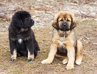 There's lot's of good and bad things about Tibetan Mastiffs Tibetan Mastiff good and bad