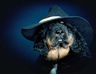 Tibetan Mastiffs have many good and bad traits Tibetan mastiff pros and cons