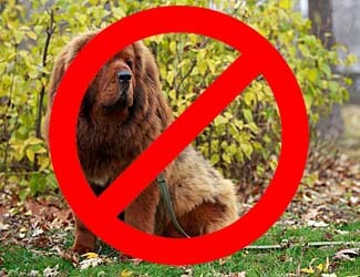 Tibetan Mastiff are banned in certain places around the world Where are Tibetan Mastiffs banned?